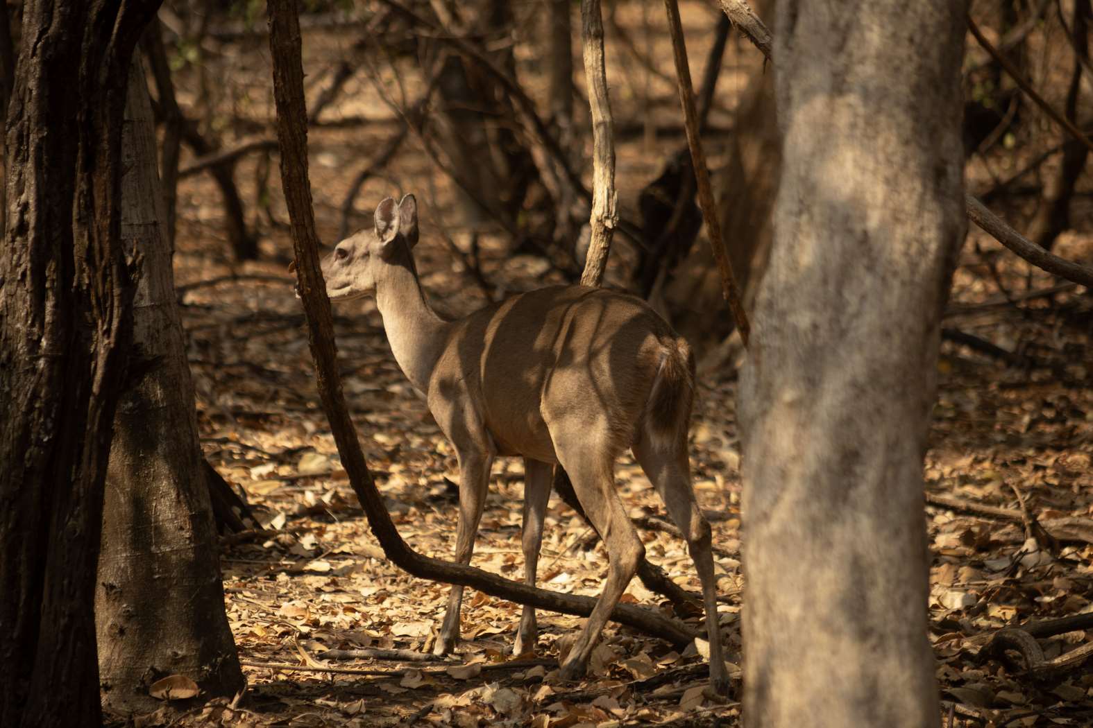 Parques Nacionales a tu alcance: Un mundo natural en Puesta Sol Ranch